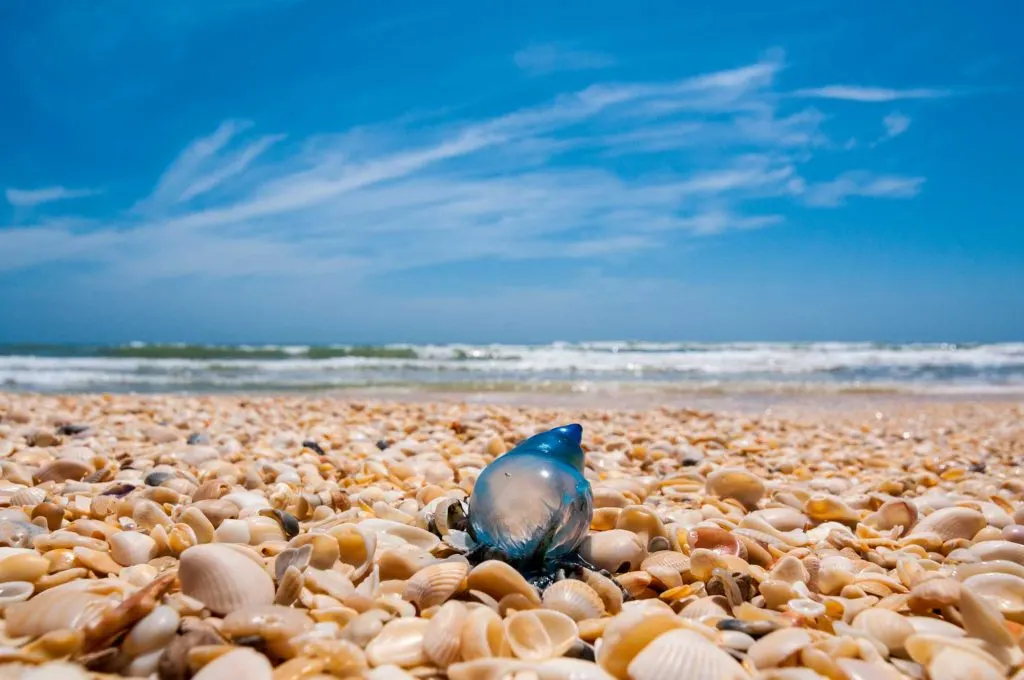 Exploring the Padre Island National Seashore is one of the best things to do in Corpus Christi, TX