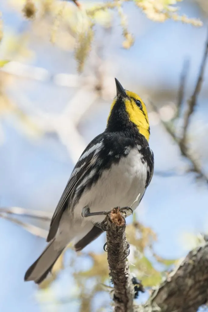 The Friedrich Wilderness Park which is home to Golden Cheeked Warbler birds offers incredible hiking in San Antonio, Texas