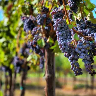 best Wineries in Fredericksburg, TX