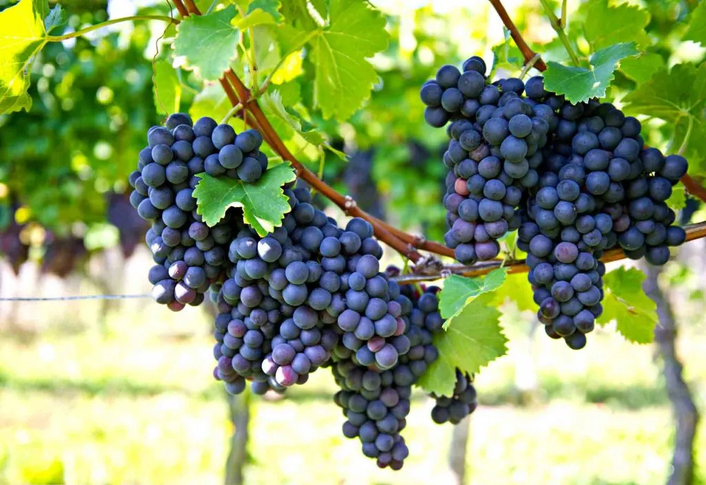 Becker Vineyards is one of the best Wineries in Fredericksburg, TX