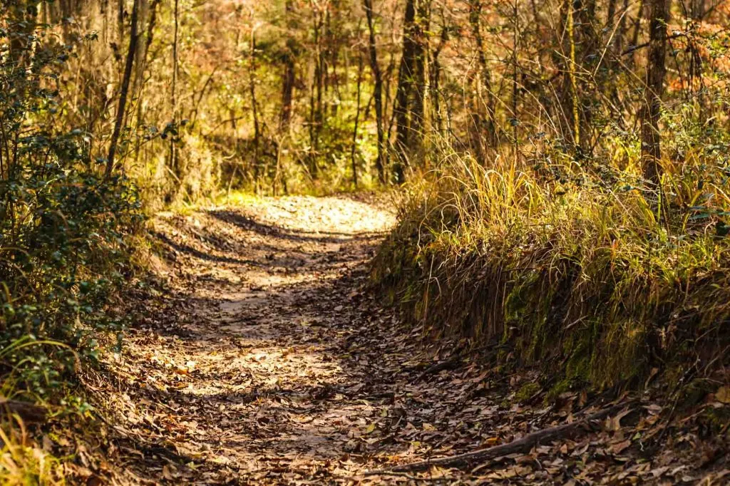 Lone Star Hiking Trail in Sam Houston National Forest