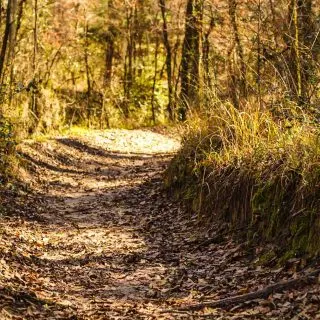 Lone Star Hiking Trail is offers some of the best hiking in Houston