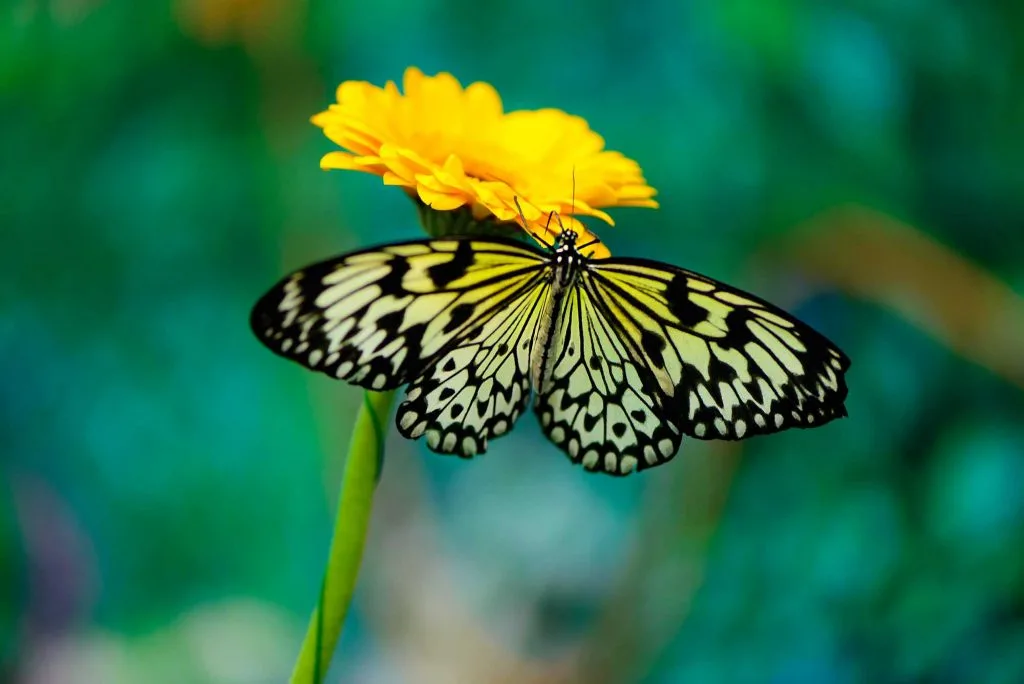 Enjoying the Butterfly House at Texas Discovery Gardens is one of the things to do in Dallas