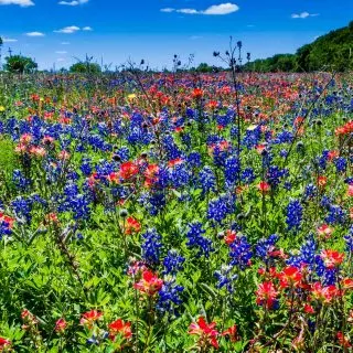 Lake Whitney State Park is one of the must-visit state parks near Dallas