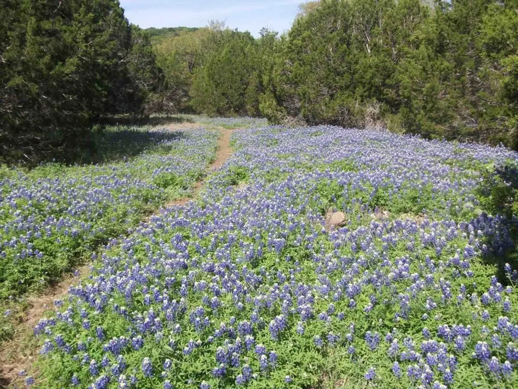 St. Edwards Green and Red Loop is one of the trails for best the hiking in Austin