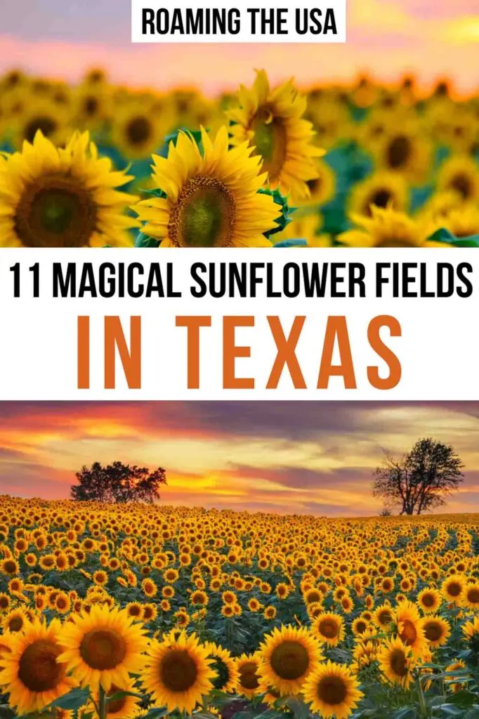 Magical Sunflower Fields in Texas  Pinterest Graphic