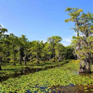 Caddo Lake State Park is one of the best road trips from Dallas