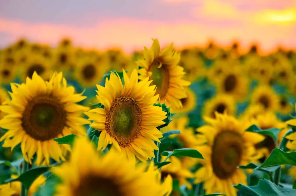 Robinson Family Farm is one of the best sunflower fields in Texas