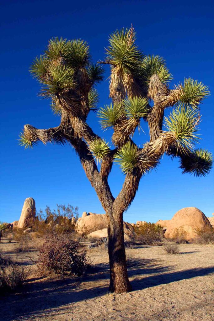 Joshua Tree National Park