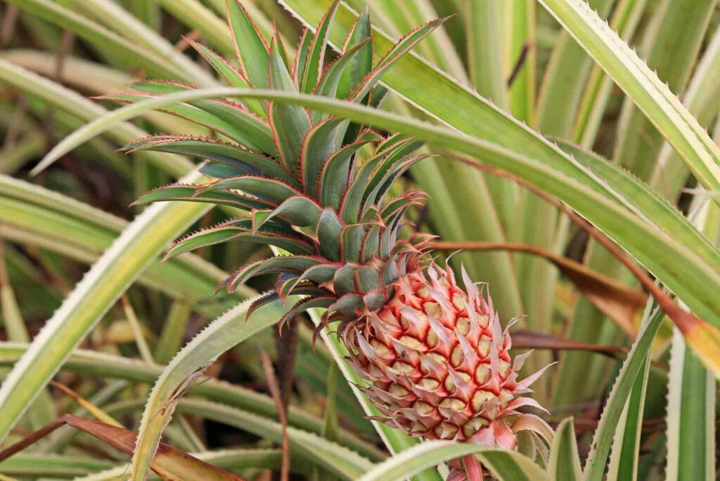Visiting a pineapple plantation is one of the fun things to do if you only have 3 days in Oahu