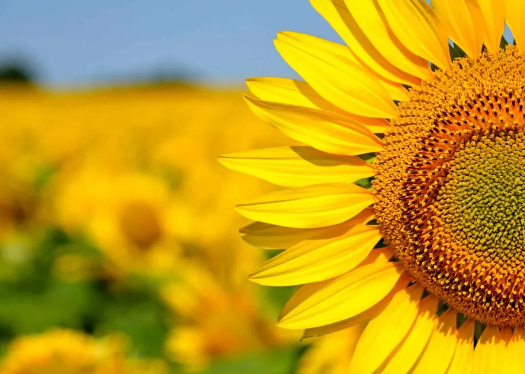 Wild Berry Farm is another beautiful sunflower field in Texas not to miss