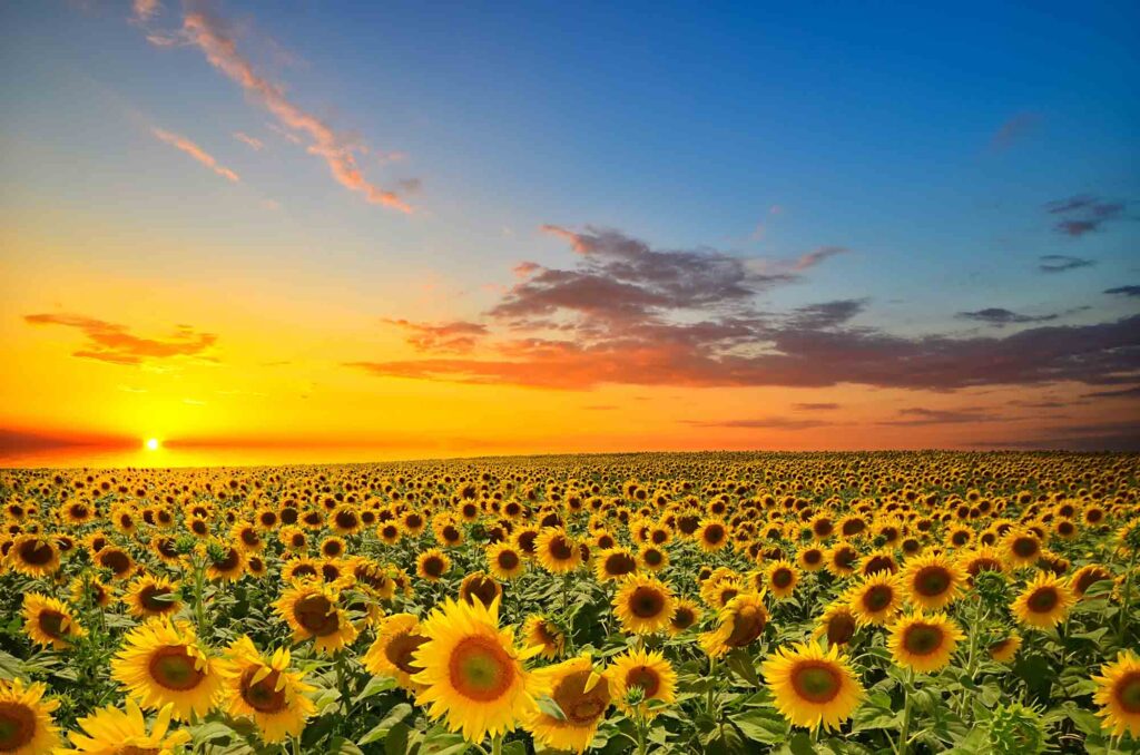 P-6 Farms is one of the best sunflower fields in Texas