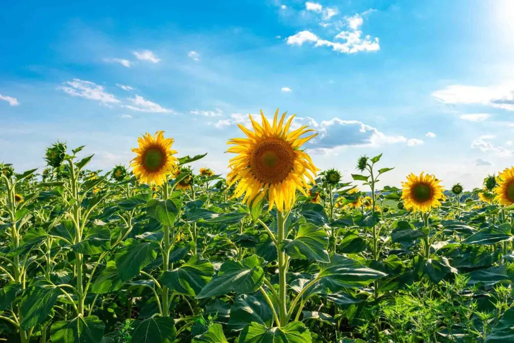 Yesterland Farm is one of the best sunflower fields in Texas