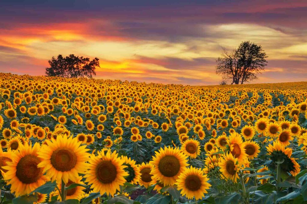 Wildseed Farms is one of the magical sunflower fields in Texas