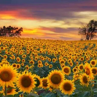Wildseed Farms is one of the magical sunflower fields in Texas