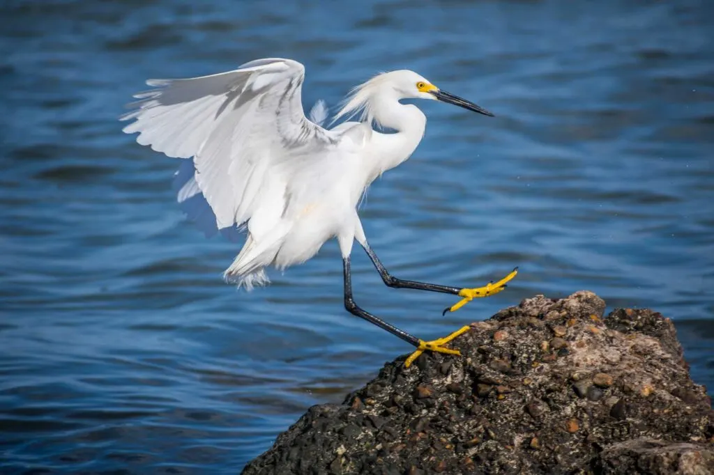 Birdwatching in Rockport and the Surrounding Areas is one of the fun things to do in Rockport TX