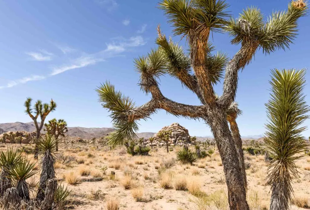 Boy Scout Trail is one of the hard hikes in Joshua Tree National Park