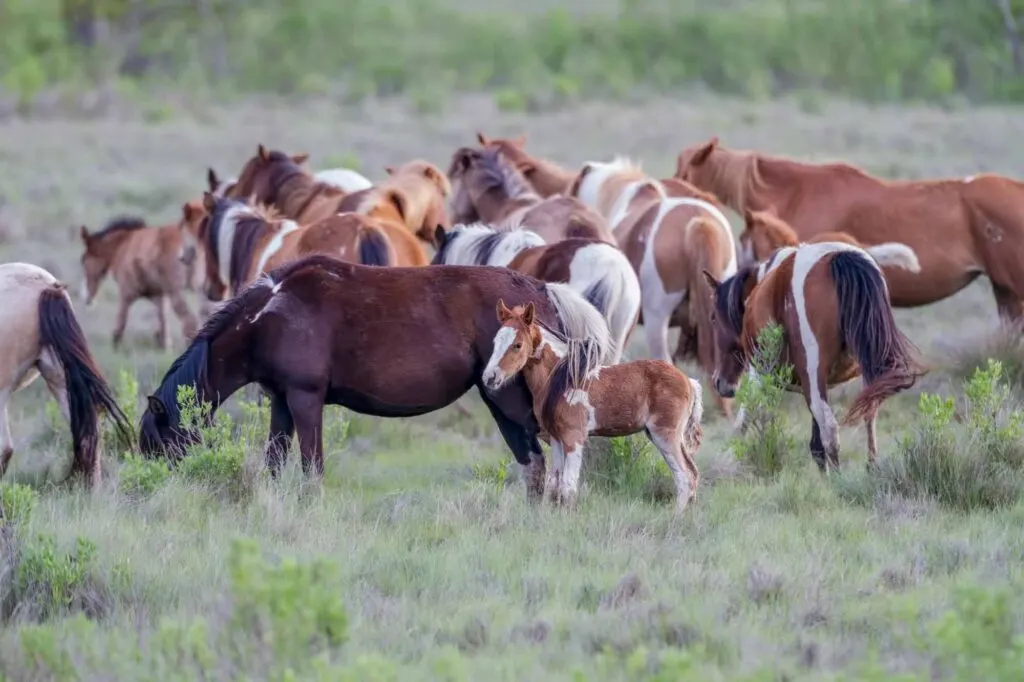 Assateague Island, Maryland & Virginia is one of the best summer vacations in the USA