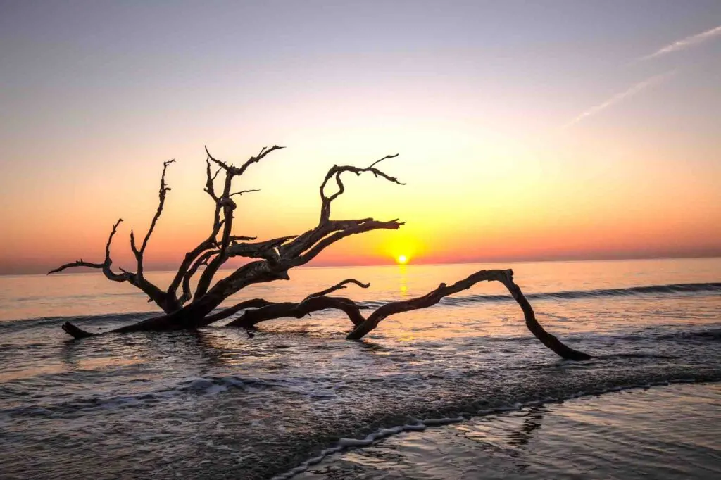 Driftwood Beach, Georgia is an incredible beach on Jekyll Island that is one of the best beaches in the USA