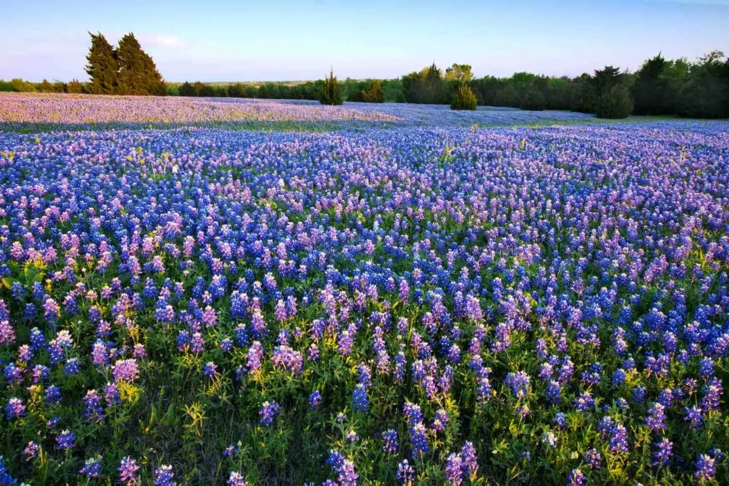 Poteet is one of the best places to see bluebonnet in Texas