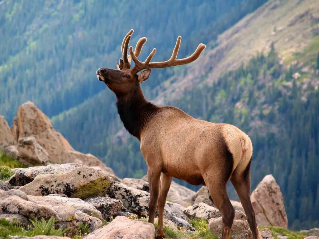 Rocky Mountain National Park is one of the best places to visit in the US