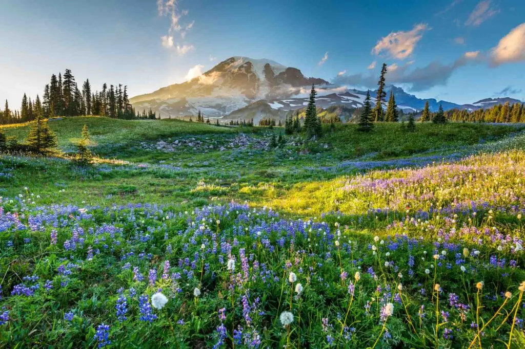 Mount Rainier National Park is one of the best places to visit in the US