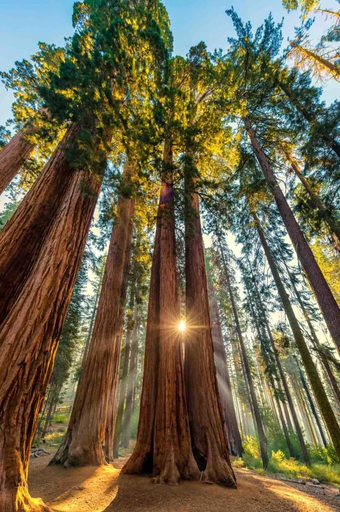 Sequoia National Park is one of the USA bucket list destinations