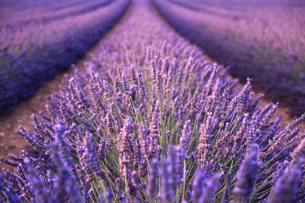 Visiting Creek Lavender Fields is one of the fun things to do in Wimberley, TX