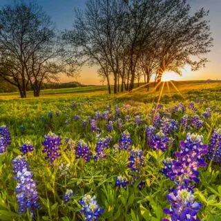 Ennis is one of the cutest small towns in Texas not to miss