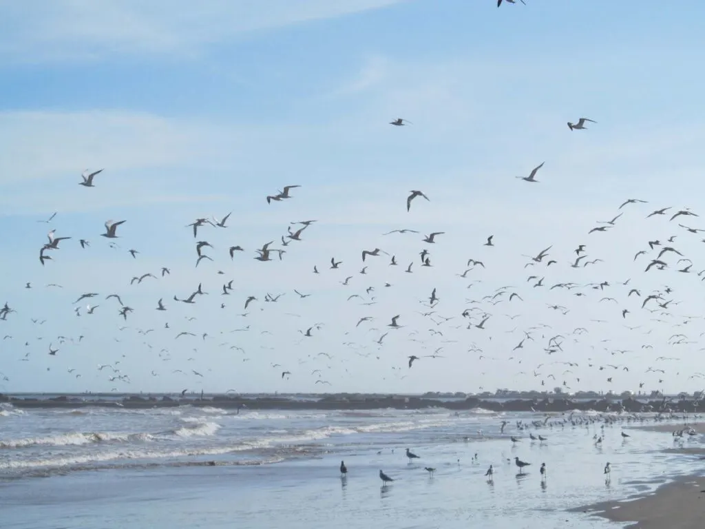 San Jose Island is one of the best beaches in Texas