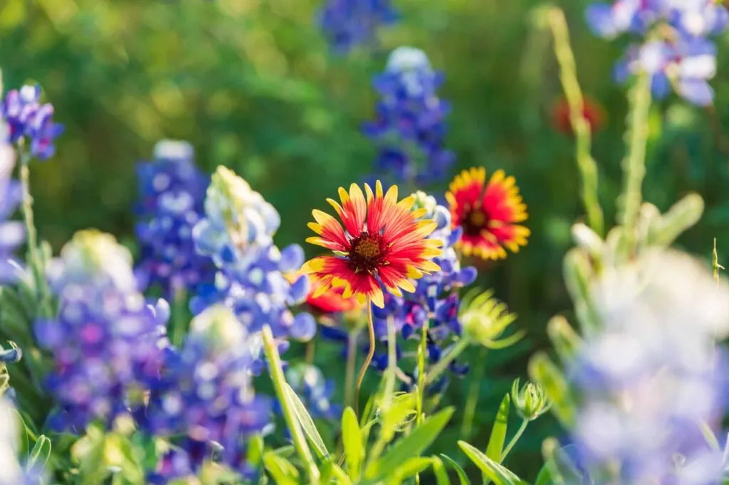  you’ll find bluebonnets strewn all across Burnet during the springtime