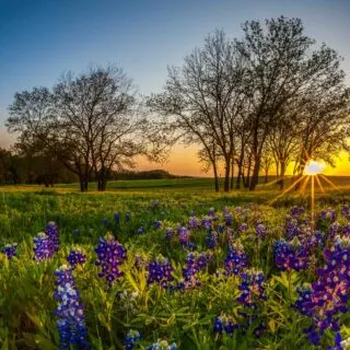 Ennis is one of the most romantic getaways in Texas