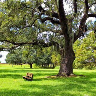 Jean Lafitte National Historical Park and Preserve is one of the National Parks in Louisiana