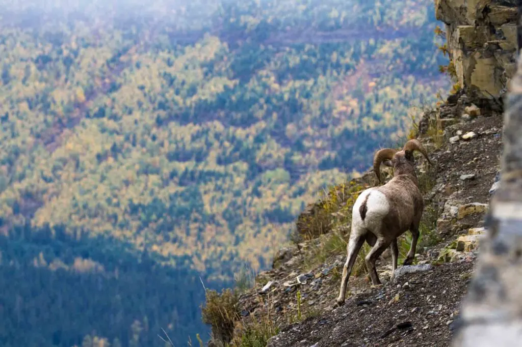 Wildlife spotting is one of the most exciting things to do in Glacier National Park