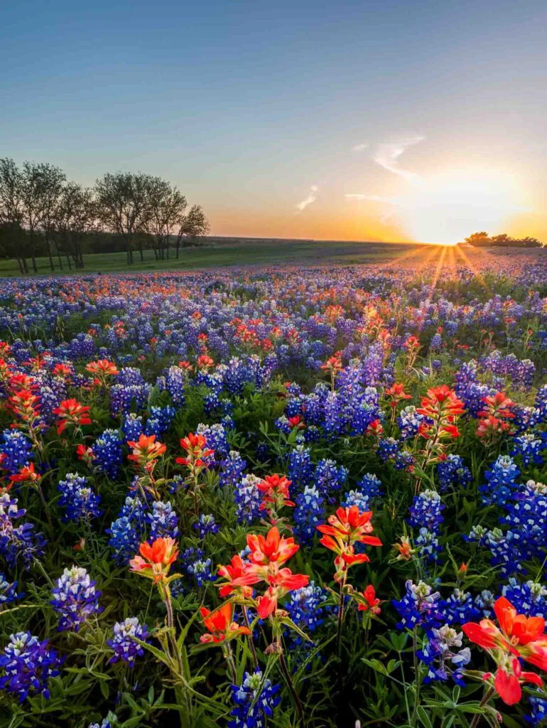 Chasing the Bluebonnets is one of the best things to do in Texas