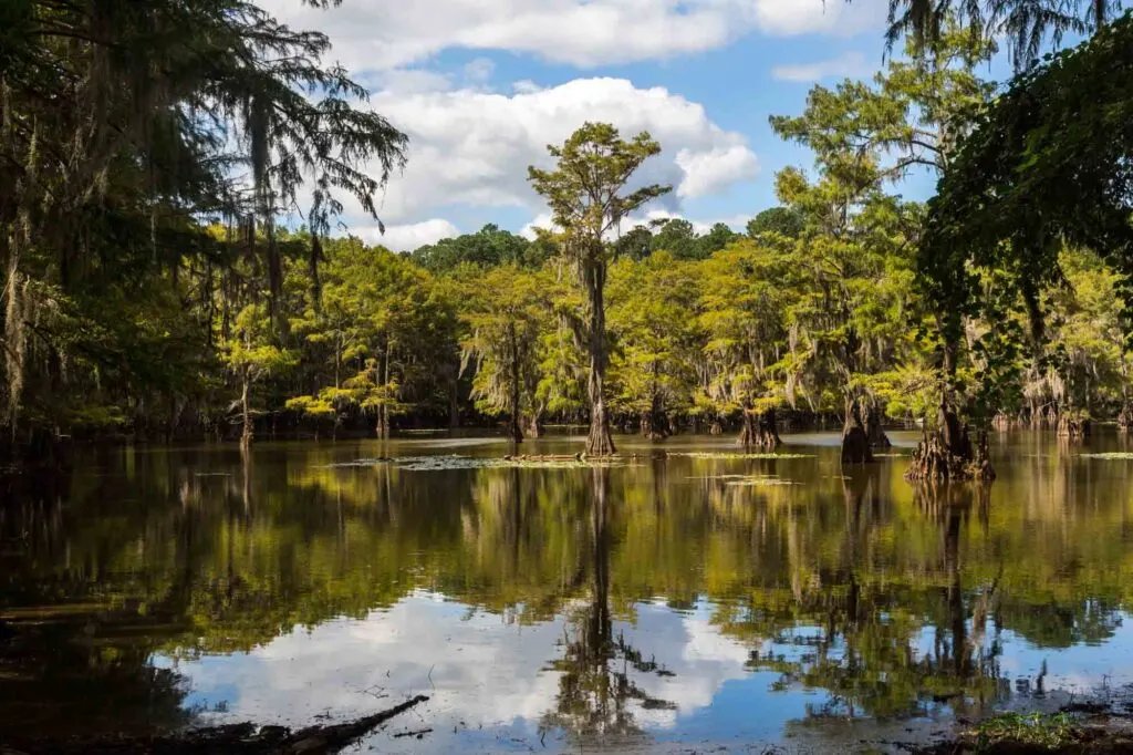 Rowing through the Cypress Trees of Caddo Lake State Park is one of the things to add to your Texas bucket list