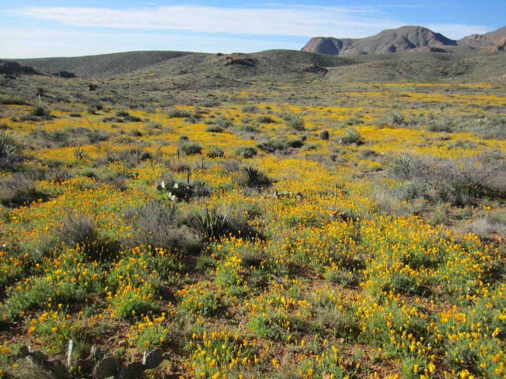 Franklin Mountains State Park is one of the best state parks in Texas