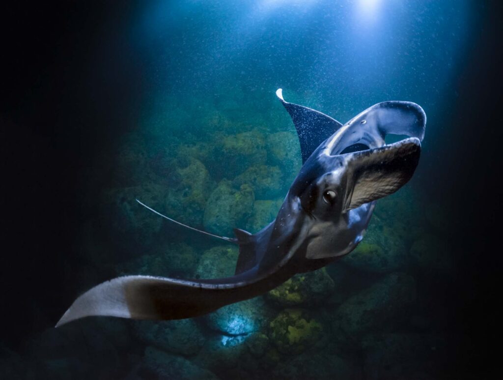 Spectacular manta ray night dive in Kona, Big Island