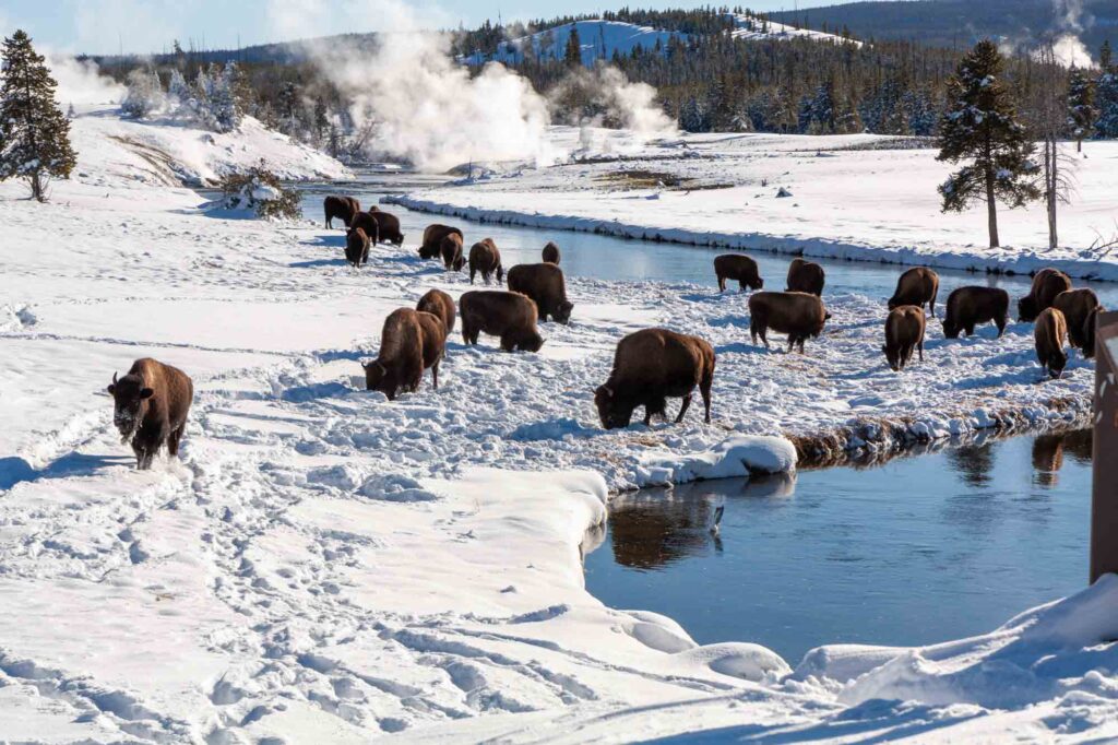 Yellowstone National Park is one of the best places to visit in February in the USA