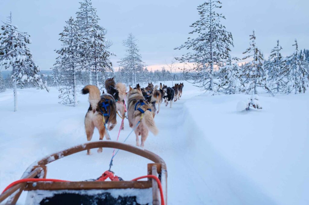 Going dog sledding is one of the things to do in winter in Maine