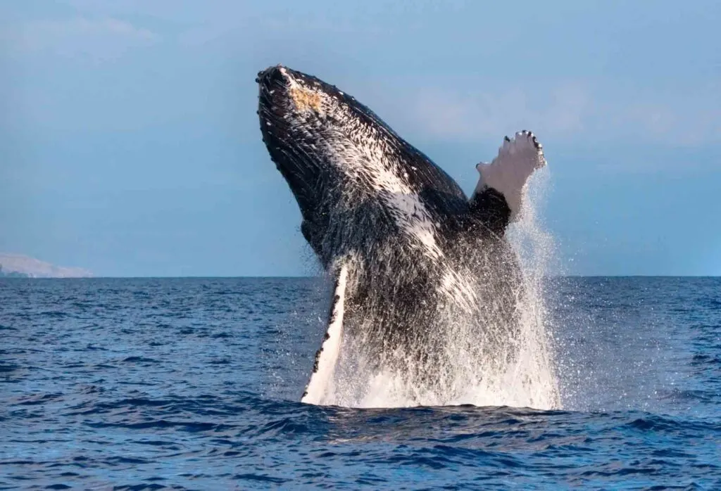Whale watching is one the fun things to do on Big Island, Hawaii