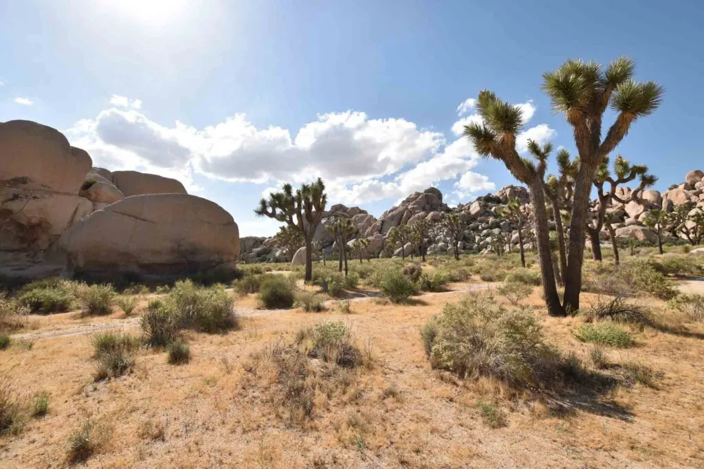 Joshua Tree National Park is one of the best warm winter vacations in the US