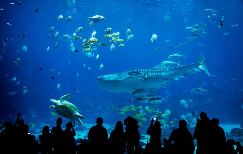Visiting the ECHO Lake Aquarium and Science Center is one of the best things to do in Burlington, Vermont