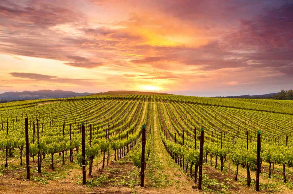 Wine Country Road Trip in Napa Valley is surely one of best California road trips
