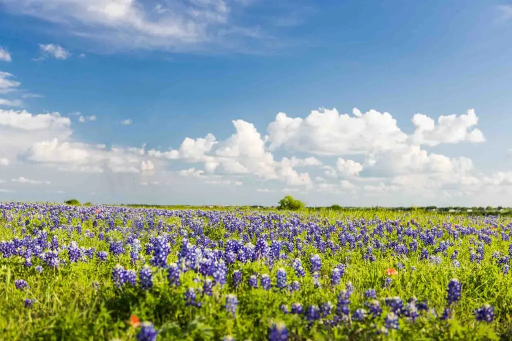 Ennis, Texas is one of the best places to visit in March in the USA