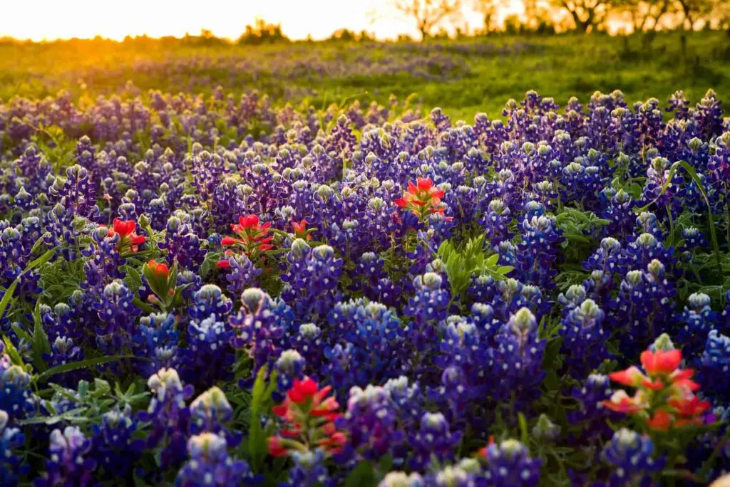 Bluebonnets in Texas Hill Country