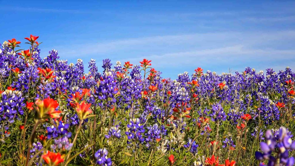 Texas Hill Country, Texas is one of the best places to visit in May in the USA