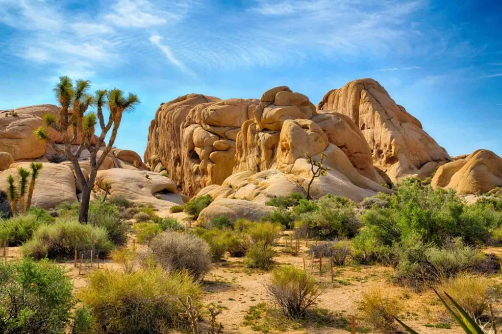 Joshua Tree National Park is one of the best USA destinations in May
