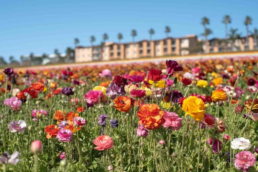 Carlsbad Ranch, California is one of the best destinations in the United States to visit in March