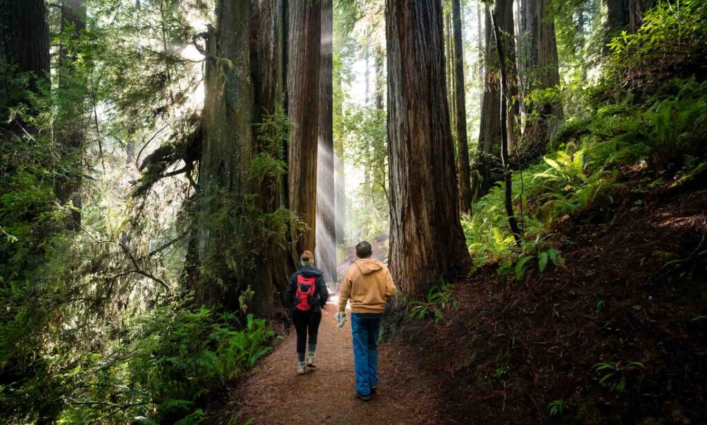 Redwood National park is one of the best places to visit in California